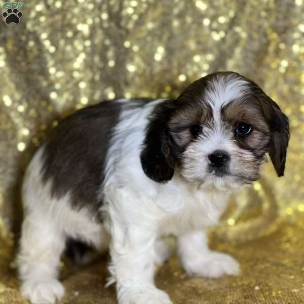 Lean, Cava-Tzu Puppy